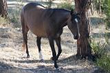 Lone brown horse walking through dry woodland on a ranch or farm