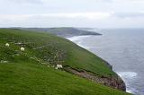 View along a scenic coastline of a flock of sheep grazing in a coastal pasture above steep rocky cliffs overlooking the ocean