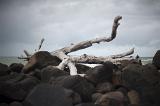 Scenic View of Driftwood Washed Up on Coastal Boulders Overlooking Ocean on Overcast Day