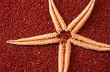 Dried star fish or echinoderm lying on a textured dark red background with copyspace, overhead view