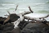 Close up of gnarled white drift wood sticks on dark rocks, rough sea and waves visible in background