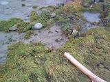 Close up of large stones and a stick on marshy ground with grass and water