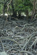 Thick tangle of mangrove roots in a wetland swamp, close up view at low tide
