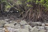 Close up low angle view of complex mangrove roots and rocks at low tide