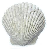 White ridged fan-shaped scallop shell from an edible bivalve marine mollusc isolated on white
