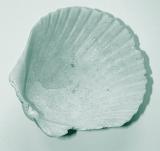 Inside view of one half of an old worn calciferous scallop shell with its distinctive fluted fan shape over a white background
