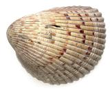 Isolated single half of a bivalve clam shell on white showing the ridged fan-shaped pattern