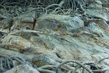 High angle view of exposed mangrove roots and rocks