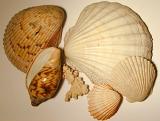 an assortement of seashells on light coloured background