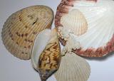 Close up shot of seashells on white background