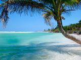 Idyllic tropical beach and palm tree with a blue ocean bathed in summer sunshine for a relaxing vacation