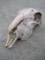Old bleached animal skull lying on the ground as a reminder of natural disasters and drought