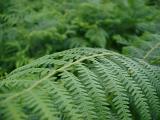 Botanical background of a lush green fern frond with shallow dof and copyspace