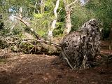 Uprooted tree in woodland blown over in stormy weather with the roots facing towards the camera