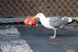 A seagull stands on the floor alongside a red plastic bag caught in a fence conceptual of the dangers of urban litter should the bird inadvertantly ingest it