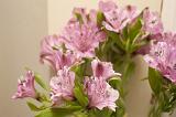 Spray or pretty pink variegated azaleas or peruvian lily arranged indoors for interior decor, close up view of the flowers
