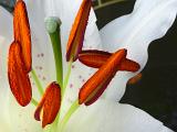 Close up macro detail of the striking bright orange red anthers and stigmata of a fresh white Easter lily