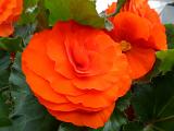 Vivid deep orange begonia flowers growing on a bush outdoors in a garden cultivated as an ornamental shrub