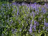 Beautiful blues and purples of bluebells (Hyacinthoides non-scripta) growing in a field