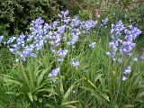 Cluster of pretty dainty bluebells with their bell-shaped blue flowers flowering outdoors in spring woodland