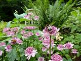 Single large bumblebee on top of pretty pink and white flower in garden with other plants