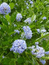 Californian Lilac or Sky blue valeriana growing outdoors in the sunshine in a summer garden i a close up view