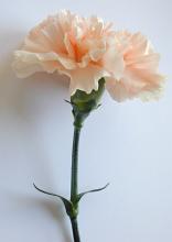 Single perfect pale orange carnation with a long stem lying on a white background with copyspace for your message or greeting