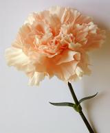 Single pretty orange or salmon colored carnation in a close up view on a grey studio background with copyspace