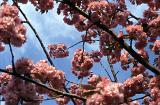 Clusters of pretty pink blossom on a Japanese flowering cherry tree, symbolic of the spring season