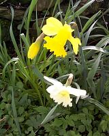 Cluster of fresh yellow and variegated spring daffodils or narcissus growing outdoors in a garden or woodland, high angle view of the flowers