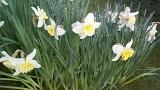Cluster of variegated yellow and white daffodils growing outdoors in a garden or woodland, an early flowering bulb symbolic of spring