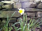 Single variegated yellow and white daffodil blooming in front of an old stone wall in a garden, symbolic of spring