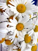 Close up on a bunch of white summer daisies with yellow centers symbolic of the season