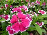 Close up on pretty pink and white trimmed dianthus flowers in full bloom at garden outside