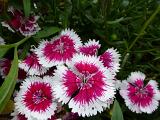 Delicate variegated pink dianthus flowers growing outdoors in the garden in a close up overhead view