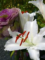 Beautiful delicate white Easter lily with colorful red stamens growing outdoors in a summer garden in a decorative display