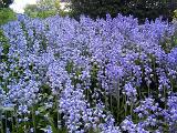 High angle view of dazzling bluebells (Hyacinthoides non-scripta) growing in a field