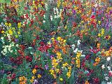 a bed of various coloured flowers in bloom
