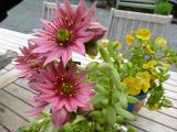 Pink flowers on a potted aeonium, a species of succulent, growing outdoors on a wooden picnic table as a centerpiece