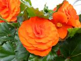 Colorful ornamental orange begonia flowers growing outdoors on a bush in a summer garden in a horticulture and nature concept