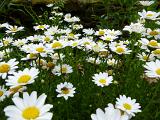 Flowering white summer daisies with an insect perched in the center of a central bloom growing in a garden or meadow