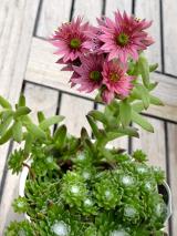 Beautiful pink flowers on an Aestonium, a member of the succulent family, growing in a pot on a wooden outdoor deck viewed from above