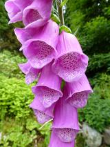 Spike of wild pink foxglove flowers, Digitalis, in a close up view showing the spotted pattern in the tubular flower with a lush green woodland background