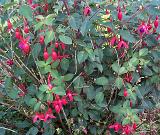 Pretty red and purple fuchsias growing outdoors in a garden covering a leafy green bush with their delicate flowers, full frame floral nature background