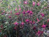 Fresh pink fuchsias growing in a garden hanging down in a pretty display from the plant