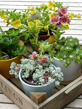 Decorative potted garden plants placed in a wooden crate in a deck in a landscaping and horticulture concept