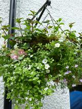 Hanging basket of summer flowers on a wrought iron bracket over a rough plaster exterior white wall in a close up view