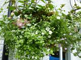 Hanging basket of assorted dainty summer flowers coming into bloom in front of a home window on a white wall