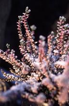 pink flowering heather covered in a winter frost on a dack background