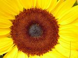 Center of a colorful yellow sunflower or Helianthus showing the formation of the oil rich seeds in a close up macro view